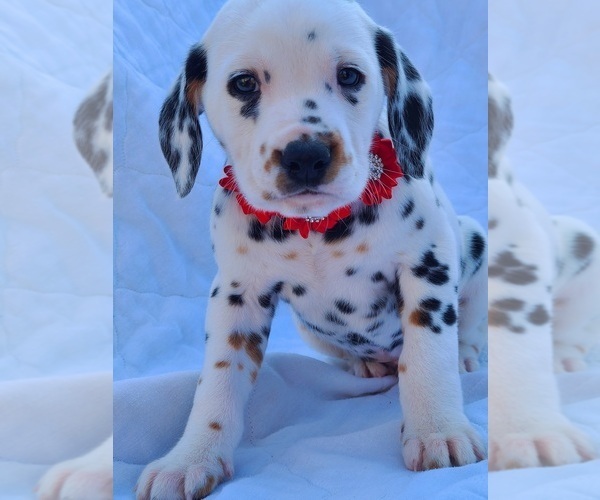 Medium Photo #2 Dalmatian Puppy For Sale in CAPE MAY COURT HOUSE, NJ, USA