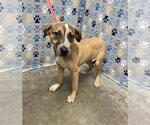 Small #1 Labrador Retriever Mix