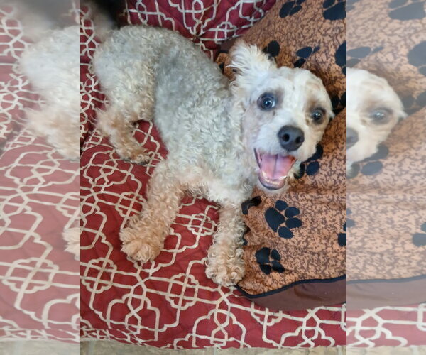Medium Photo #5 Poodle (Miniature)-Unknown Mix Puppy For Sale in Eastman, GA, USA