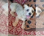 Small #4 Poodle (Miniature) Mix