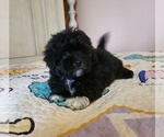 Small #4 Maltipoo