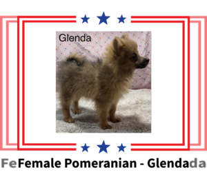 Pomeranian Puppy for sale in AZLE, TX, USA