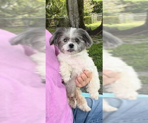 Shih Tzu Dogs for adoption in Weston, FL, USA