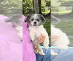 Small Shih Tzu
