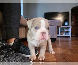 Olde English Bulldogge Puppy for sale in ELGIN, IL, USA