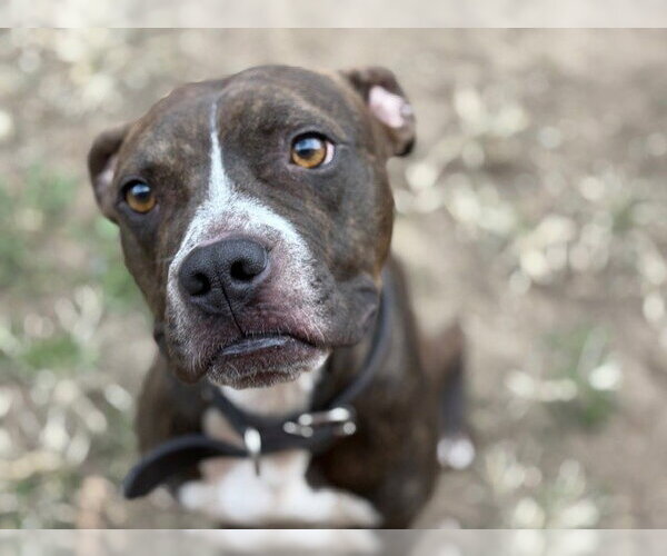 Medium Photo #1 Boxer-Unknown Mix Puppy For Sale in Tulsa, OK, USA