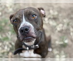 BREEZY - Male Boxer-Unknown Mix Dog for Adoption - Small photo