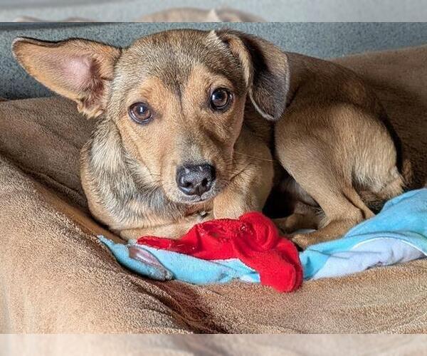 Medium Photo #1 Mutt Puppy For Sale in San Martin, CA, USA