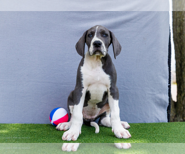 Medium Photo #3 Great Dane Puppy For Sale in WAKARUSA, IN, USA