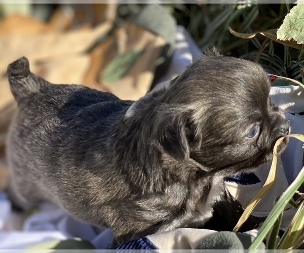 Medium Photo #3 Chihuahua Puppy For Sale in RAWSONVILLE, MI, USA