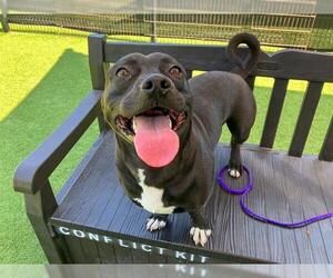 Mutt Dogs for adoption in Orange, CA, USA