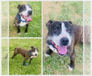 American Pit Bull Terrier Dogs for adoption in Westminster, MD, USA