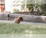 Small Photo #3 Cavapoo Puppy For Sale in ELKTON, KY, USA