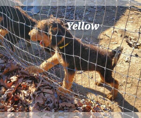 Medium Photo #2 Airedale Terrier Puppy For Sale in STEEDMAN, MO, USA