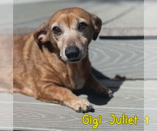 Medium Photo #9 Dachshund Puppy For Sale in San Antonio, TX, USA