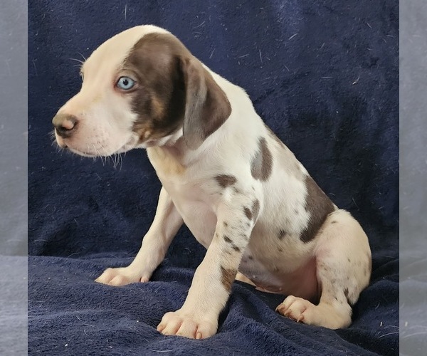 Medium Photo #22 Catahoula Leopard Dog Puppy For Sale in CUMBY, TX, USA