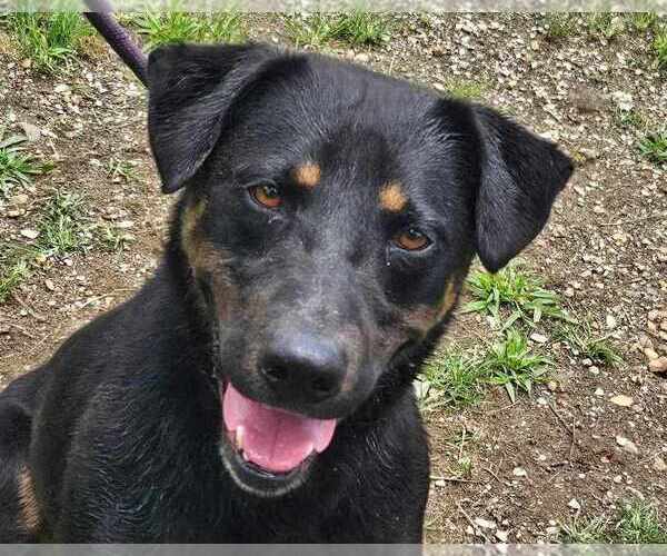 Medium Photo #5 Rottweiler-Unknown Mix Puppy For Sale in Anniston, AL, USA