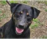 Small #4 Rottweiler Mix