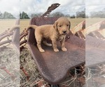 Small Photo #4 Goldendoodle Puppy For Sale in CEDAR HILL, TX, USA
