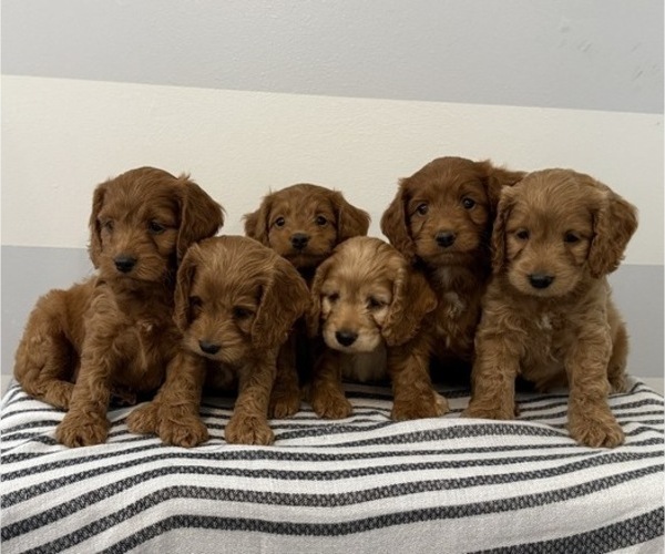 Medium Photo #6 Cavapoo Puppy For Sale in STANLEY, WI, USA