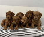 Small #5 Cavapoo