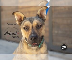American Pit Bull Terrier-Black Mouth Cur Mix Dogs for adoption in Calgary, Alberta, Canada