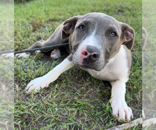Medium Photo #2 Bulldog-Unknown Mix Puppy For Sale in Tarrytown, GA, USA