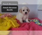 Small #2 Havanese