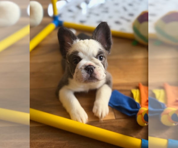 Medium Photo #3 French Bulldog Puppy For Sale in SACRAMENTO, CA, USA
