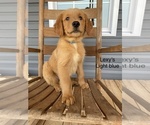 Small #10 Golden Retriever