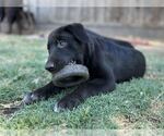 Small #3 Labrador Retriever Mix