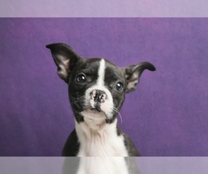 Boston Terrier Puppy for sale in WARSAW, IN, USA