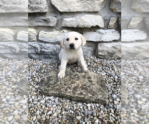 Labrador Retriever Puppy for sale in PERU, IN, USA