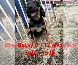 Labrador Retriever-Unknown Mix Dogs for adoption in pomfret, CT, USA