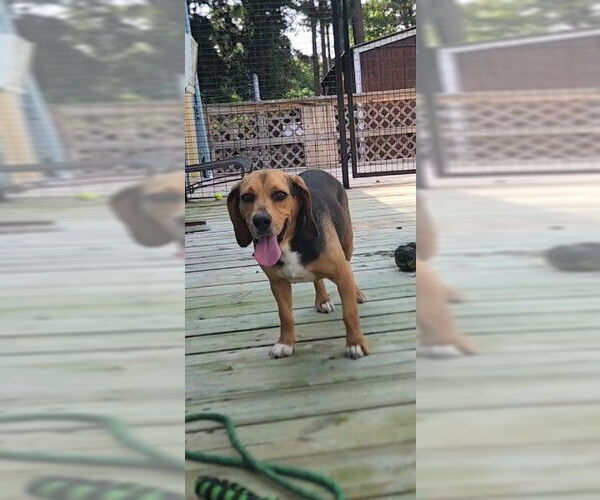 Medium Photo #13 Beagle Puppy For Sale in Murfreesboro, NC, USA