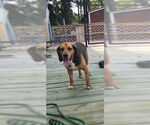 Small #12 Beagle