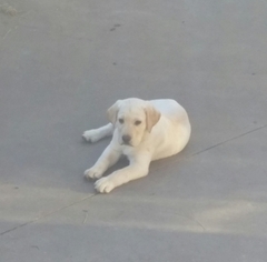 Labrador Retriever Puppy for sale in WAMEGO, KS, USA