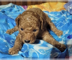 Goldendoodle (Miniature) Puppy for sale in BLMGTN, IN, USA