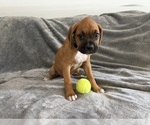Small Photo #7 Boxer Puppy For Sale in WEST COLUMBIA, SC, USA