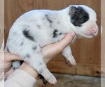 Small Photo #6 Border Collie Puppy For Sale in MOSIER, OR, USA