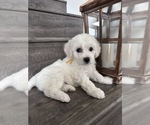 Small #3 Bichon Frise