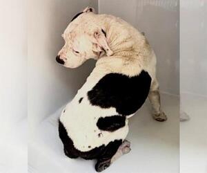 Mutt Dogs for adoption in Houston, TX, USA