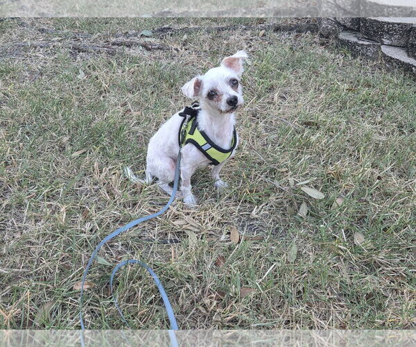 Medium Photo #2 Mutt Puppy For Sale in Spring, TX, USA