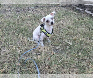 Dash - Male Mutt Dog for Adoption - Photo #2