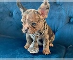 Small #5 French Bulldog