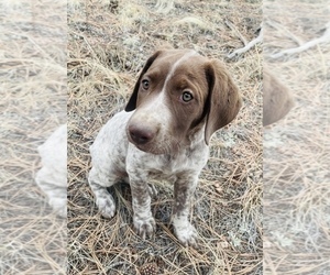 German Shorthaired Pointer Puppy for sale in WOODLAND PARK, CO, USA