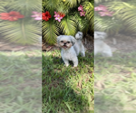 Small #6 Shih Tzu