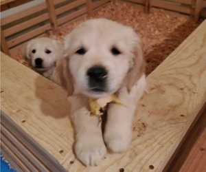 Golden Retriever Puppy for sale in YUCAIPA, CA, USA