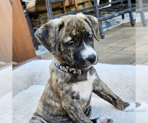 Medium Photo #2 American Staffordshire Terrier-Unknown Mix Puppy For Sale in San Juan Capistrano, CA, USA