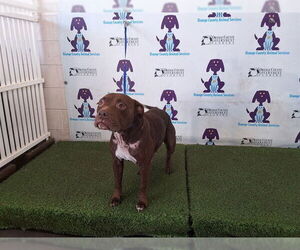 American Pit Bull Terrier Dogs for adoption in Orlando, FL, USA